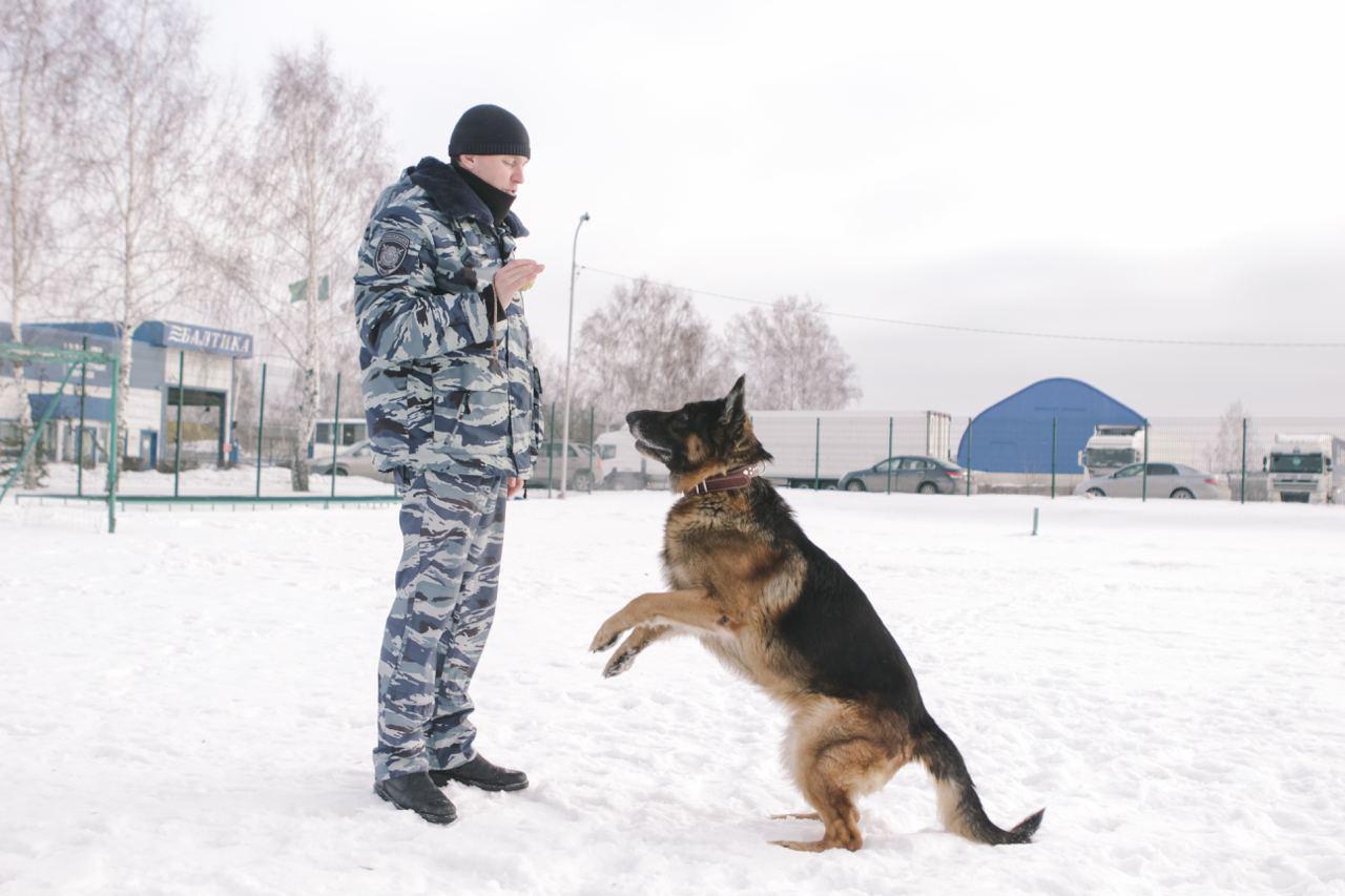 Фото «Можно валяться кверху пузом»: чем занимаются служебные собаки Новосибирска на пенсии 6